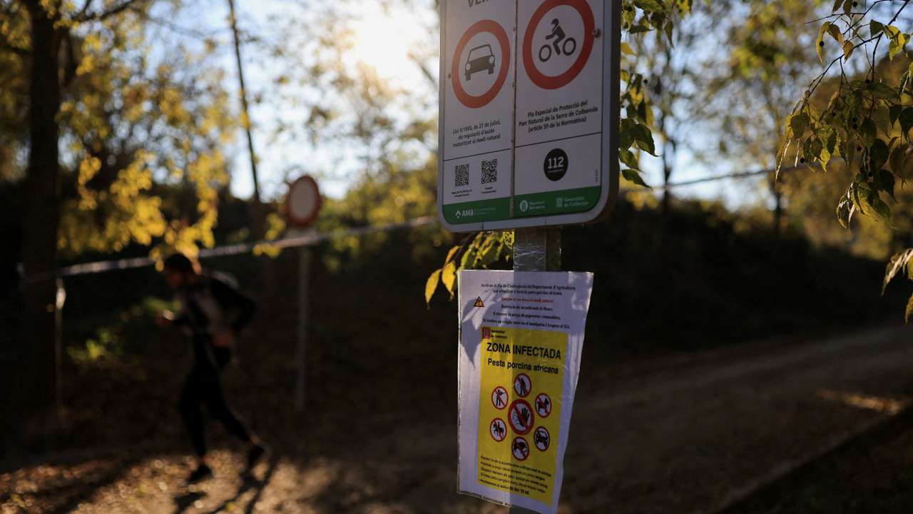 FILE PHOTO: Spain mobilises military against swine fever, says contaminated sandwich could be cause