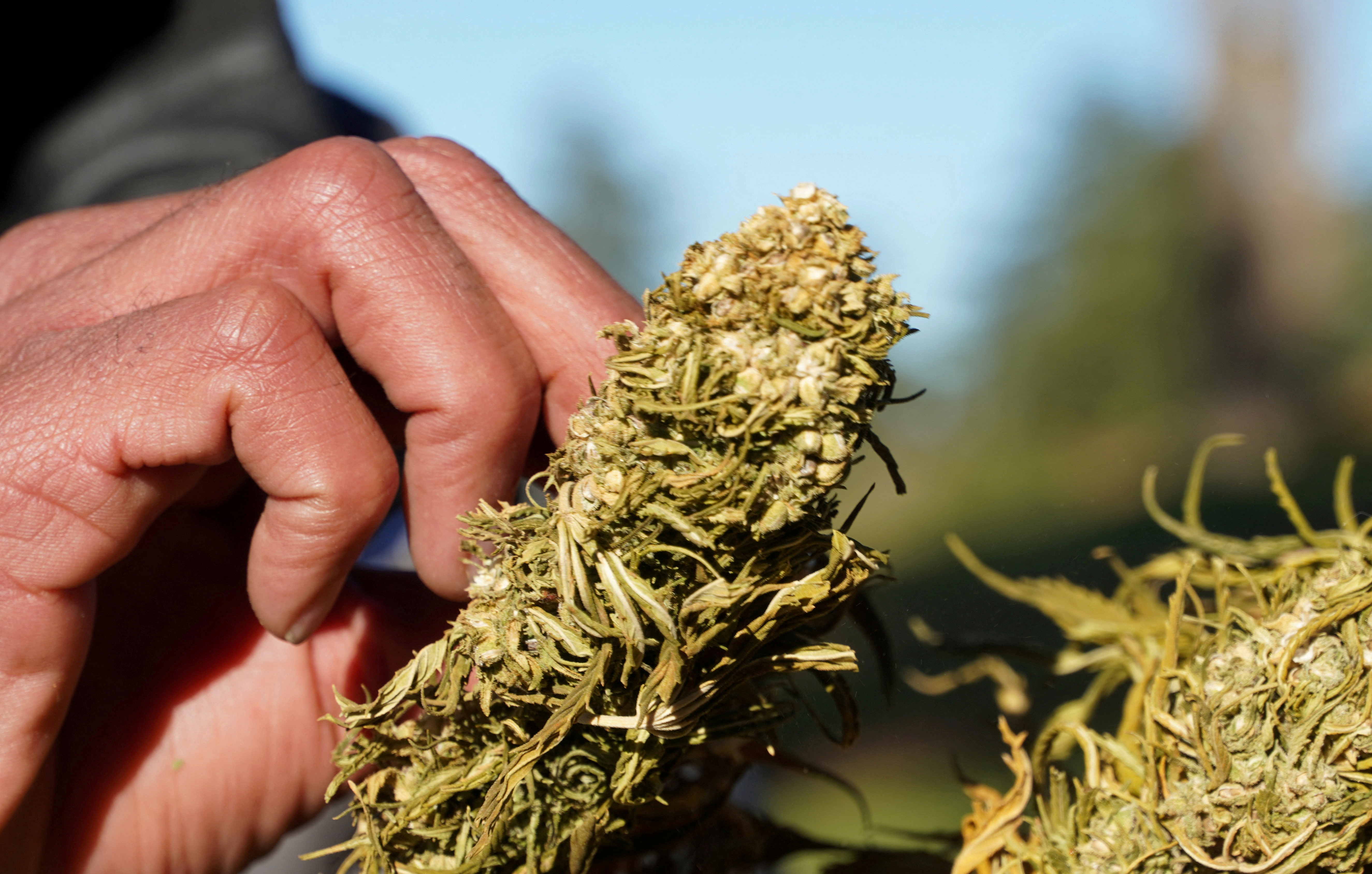 FILE PHOTO: A farmer tends to dried cannabis bundle in Ketama