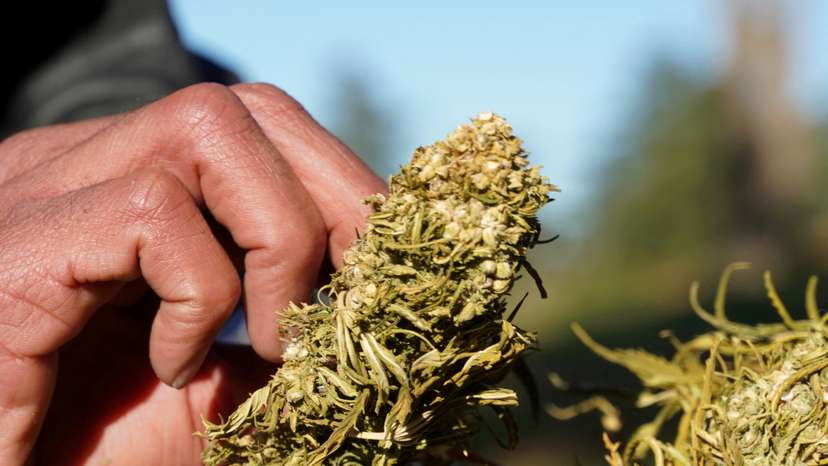 FILE PHOTO: A farmer tends to dried cannabis bundle in Ketama