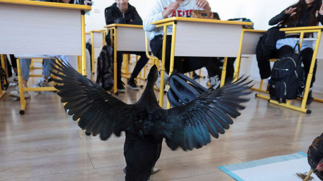 Rescue chicken Rodica and Bubbles the duck serve as teaching aids for elementary schools in a village near Romanian capital Bucharest, as part of a collaboration between the school system and the county's animal services