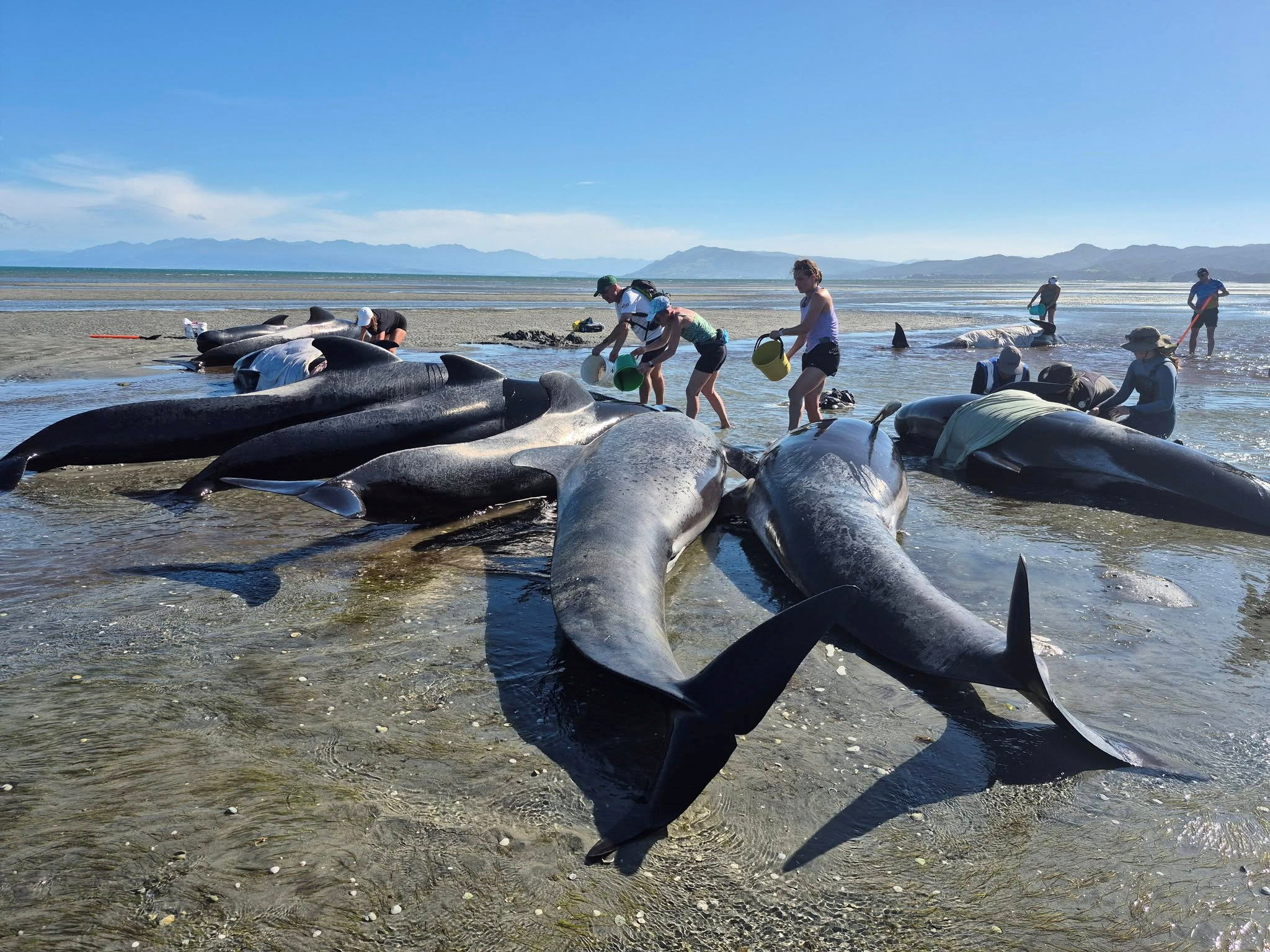 People try to rescue a pod of whales stranded on the shore at Farewell Spit, in Golden Bay