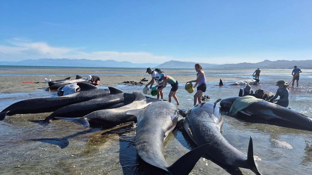 People try to rescue a pod of whales stranded on the shore at Farewell Spit, in Golden Bay
