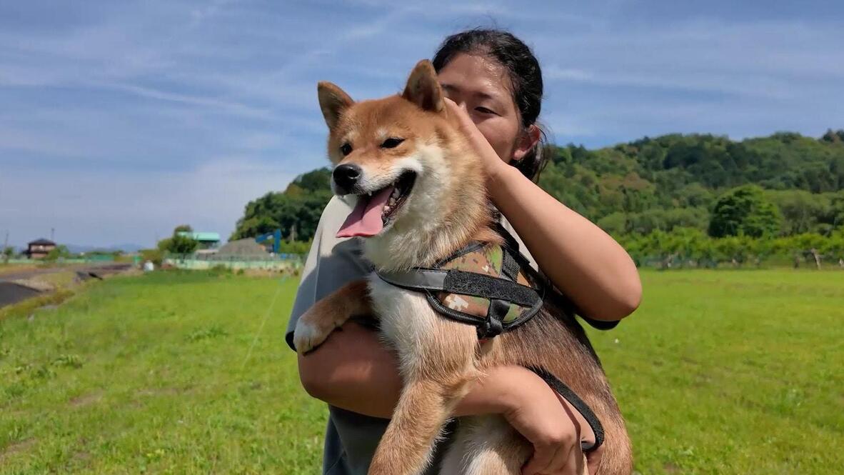 Japan dog