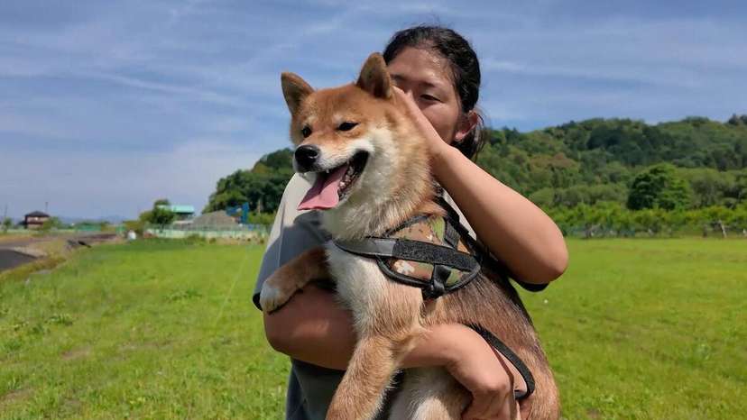 Japan dog
