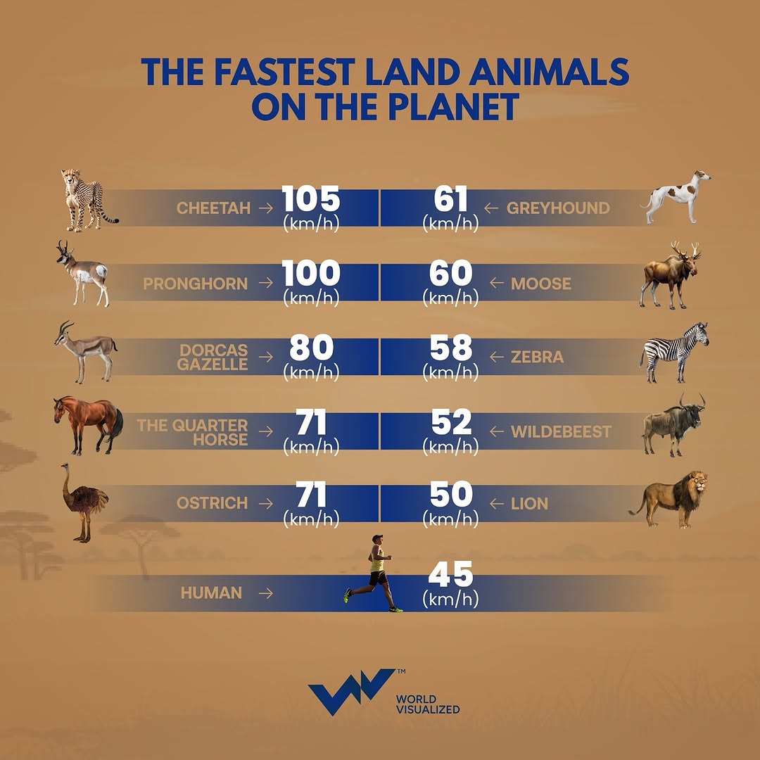 With a top speed of 105 kph (65 mph), the cheetah’s explosive acceleration—0 to 60 in just 3 seconds—makes it the fastest sprinter on land by its lightweight frame, flexible spine, and efficient energy transfer.Th