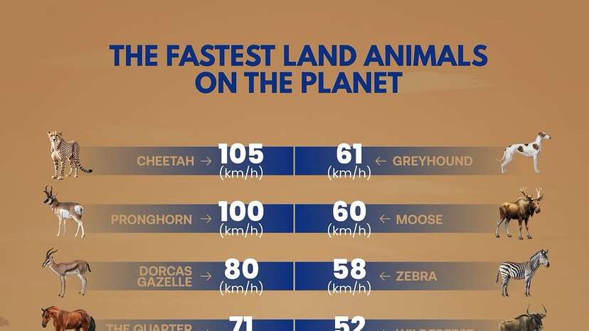 With a top speed of 105 kph (65 mph), the cheetah’s explosive acceleration—0 to 60 in just 3 seconds—makes it the fastest sprinter on land by its lightweight frame, flexible spine, and efficient energy transfer.Th