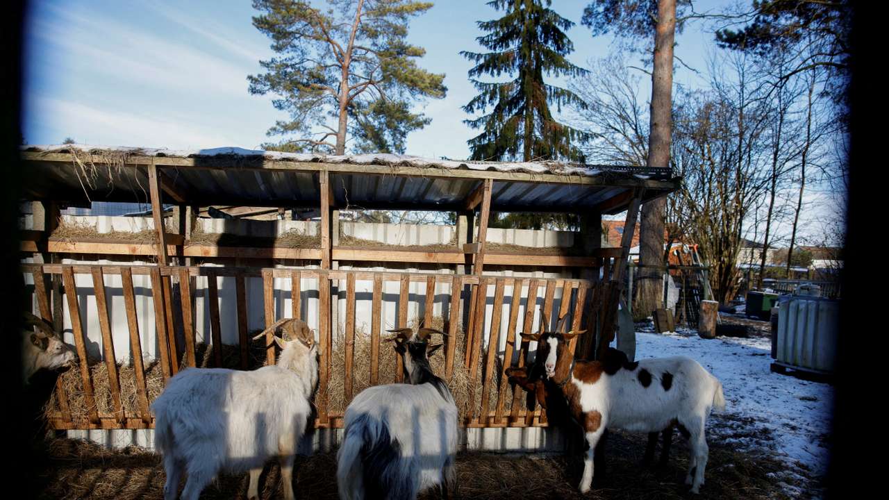 FILE PHOTO: German meat exports face disruption after foot-and-mouth disease case