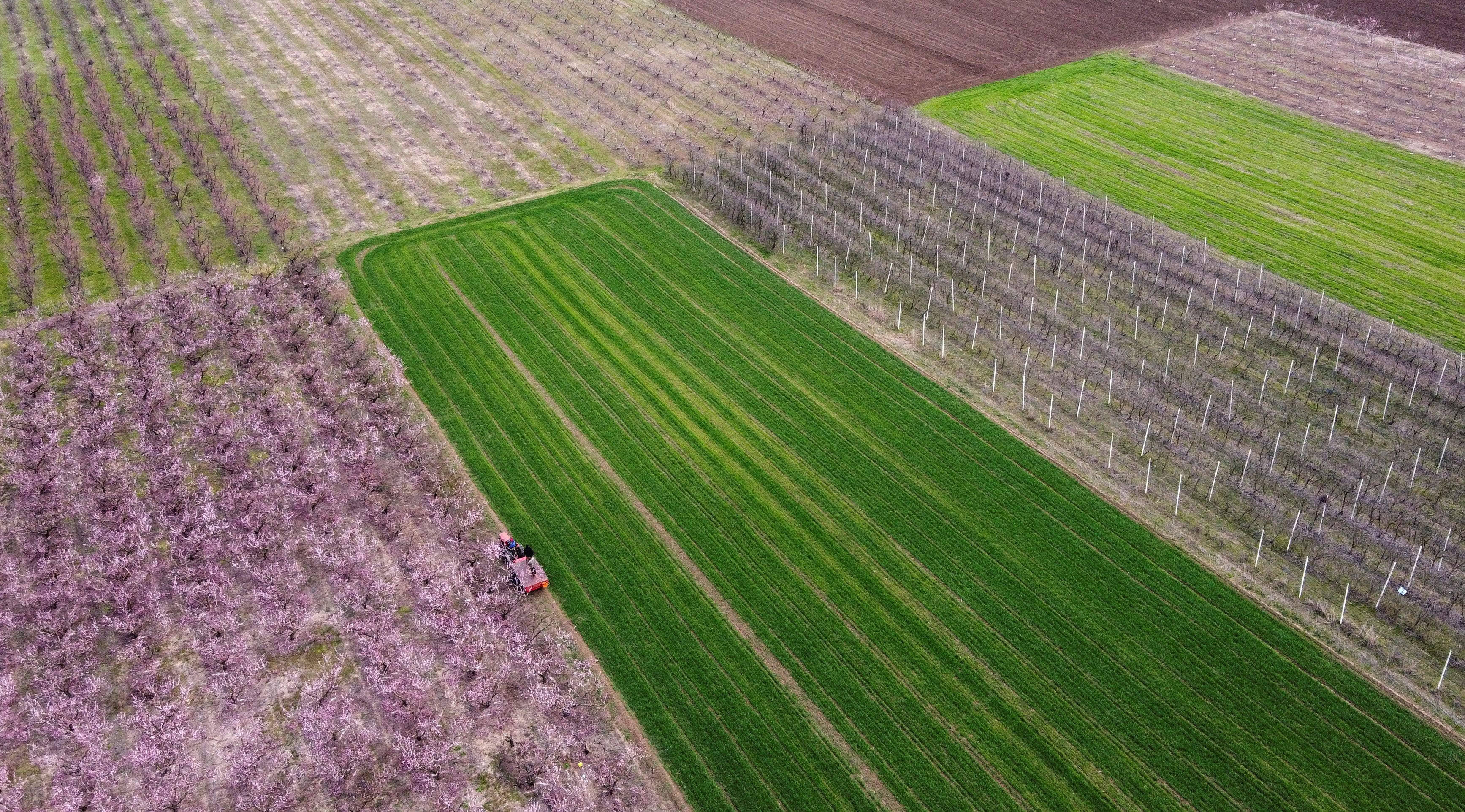 A farmer works on his field next to blossomed peach tree fields in Veria
