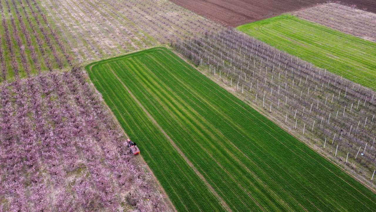 A farmer works on his field next to blossomed peach tree fields in Veria