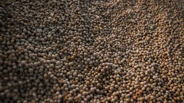 Soja e milho, juntos, responderam por 88,7% da produção brasileira de grãos em 2025.