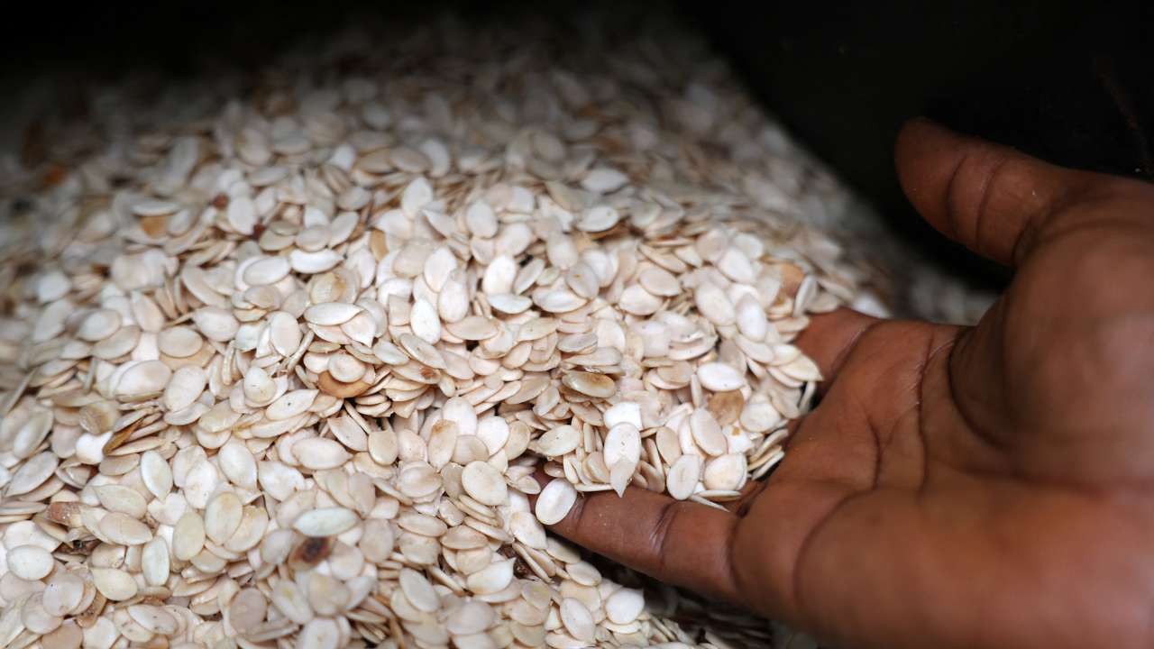 Why egusi? A Nigerian seed's journey into space