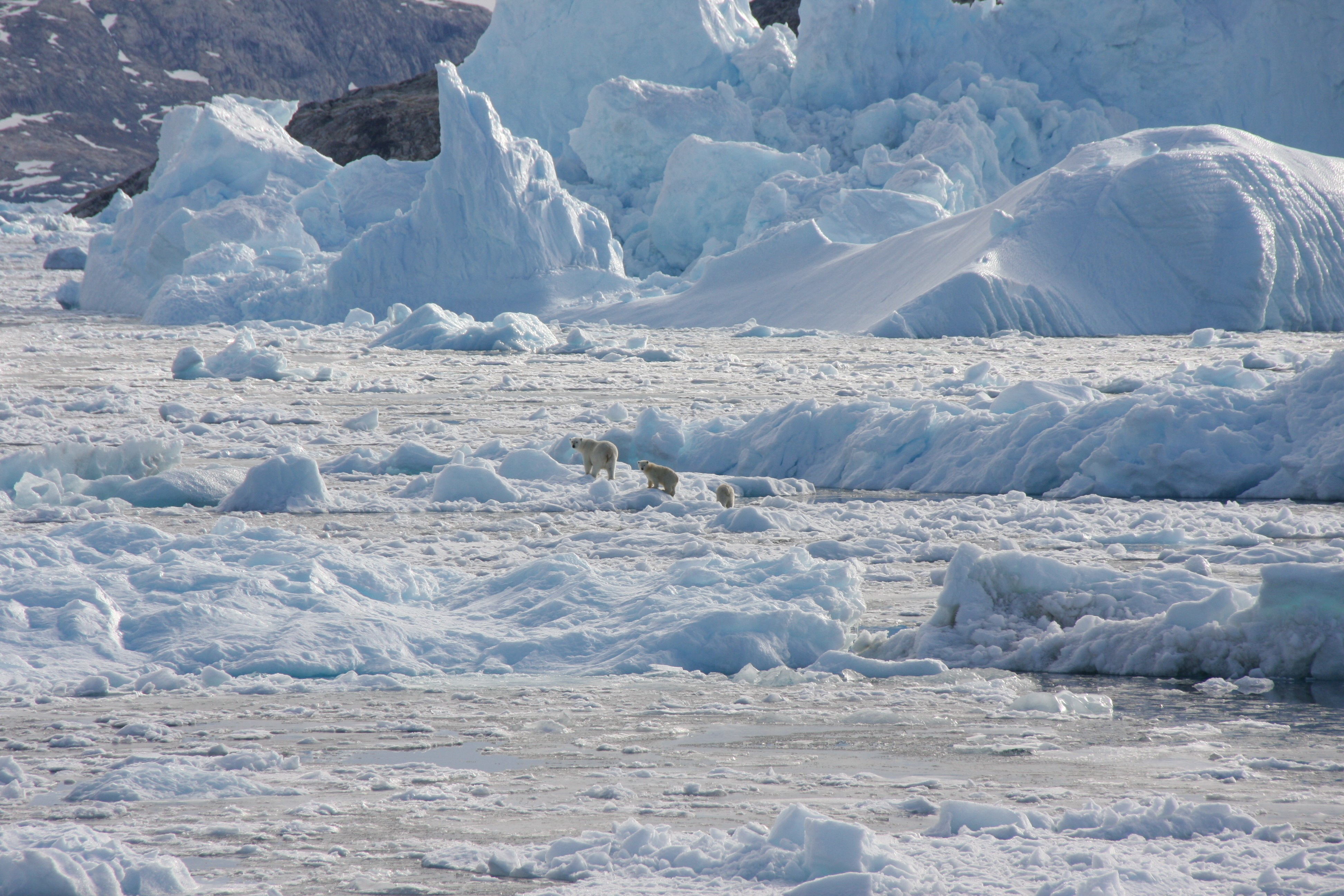 FILE PHOTO: Isolated Greenland polar bear population adapts to climate change