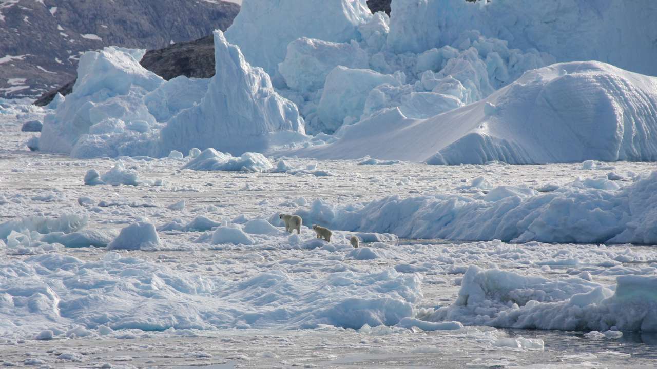 FILE PHOTO: Isolated Greenland polar bear population adapts to climate change