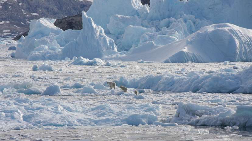 FILE PHOTO: Isolated Greenland polar bear population adapts to climate change