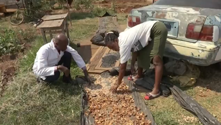 Herbs for cancer in Zimbabwe