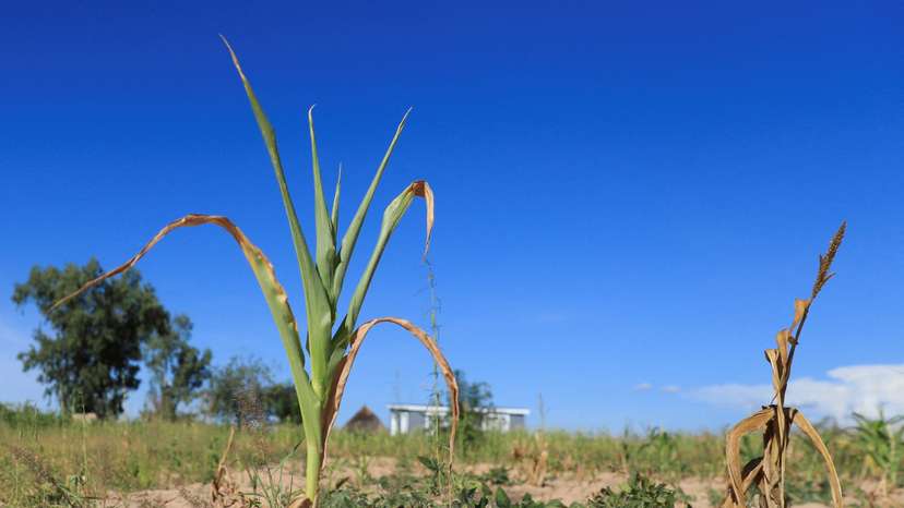 FILE PHOTO: Wilted maize crops in Mumijo, Zimbabwe