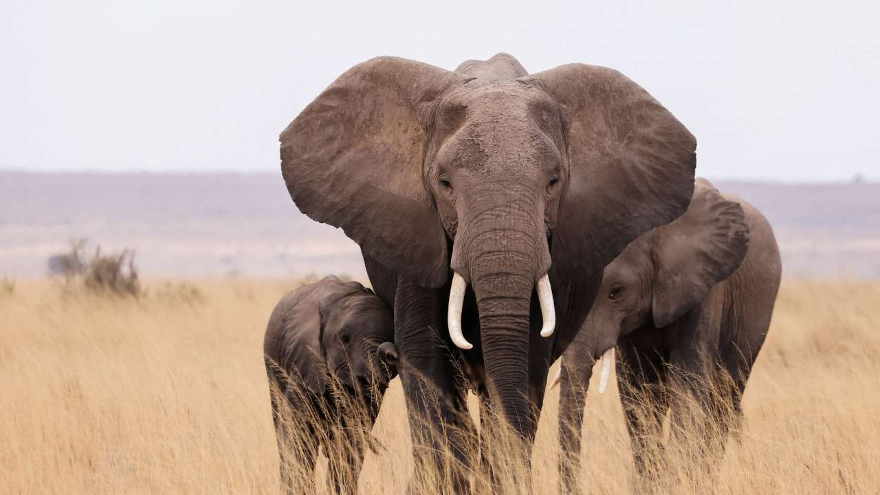 FILE PHOTO: Elephants walk in the Amboseli National Park