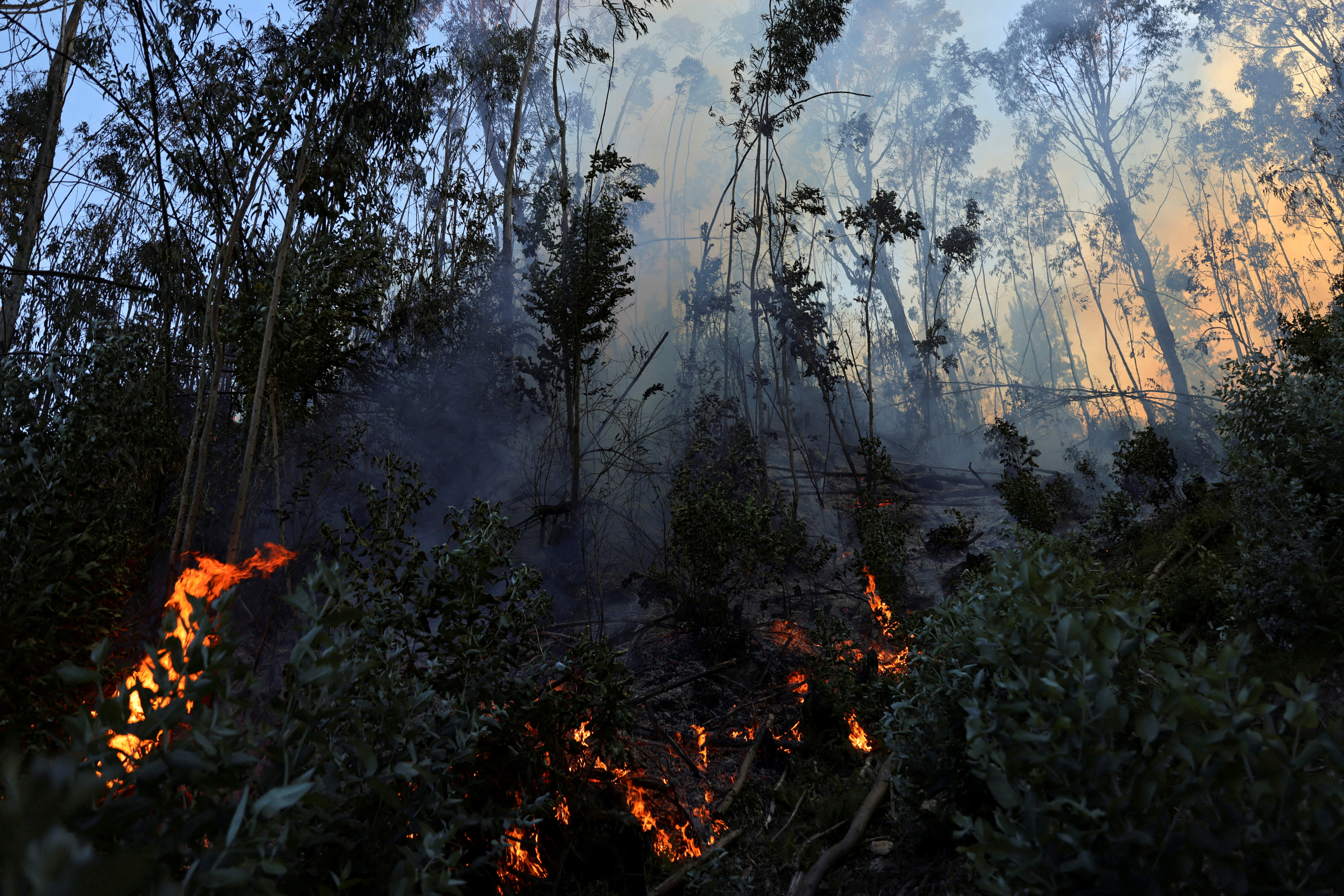 FILE PHOTO: Fire in a forest, in Nemocon