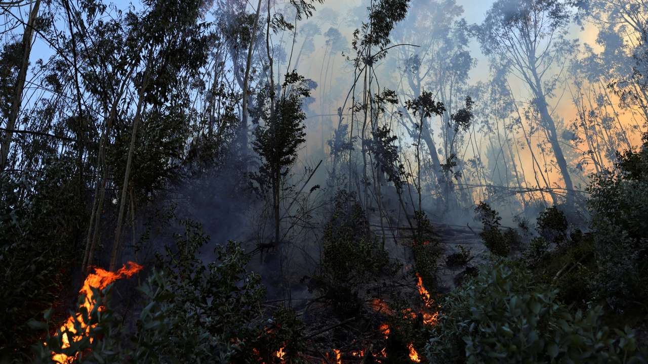 FILE PHOTO: Fire in a forest, in Nemocon