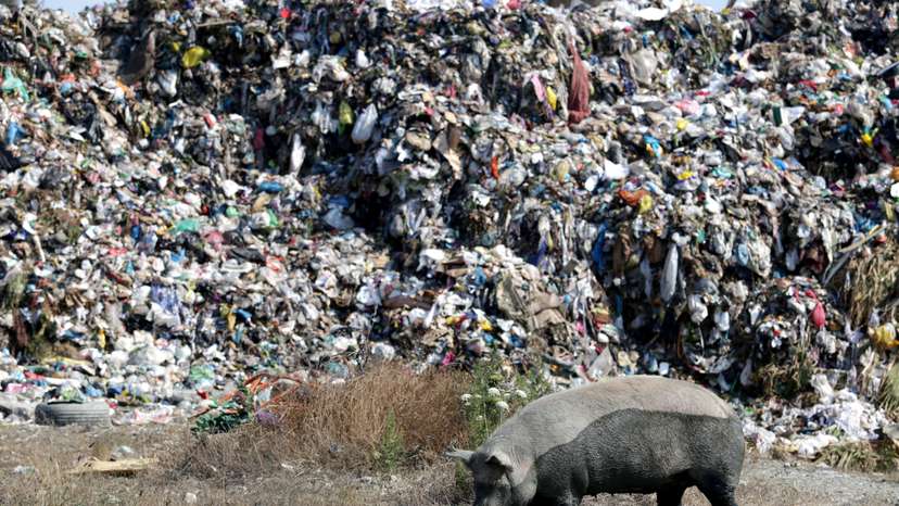 Pig is pictured in front of a pile of rubbish at a landfill of Porto Romano in Durres