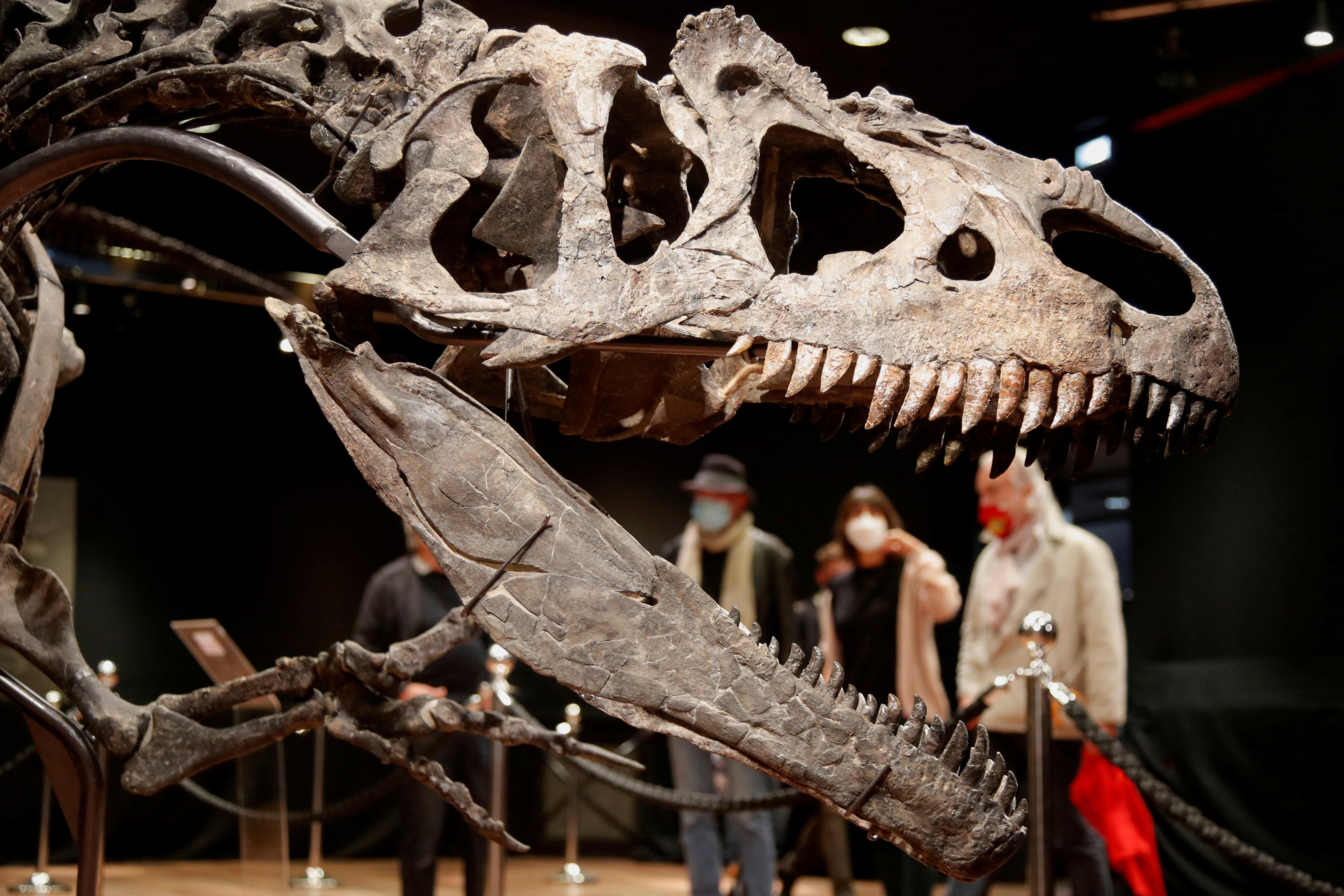 FILE PHOTO: 150 million-year old skeleton of an Allosaurus