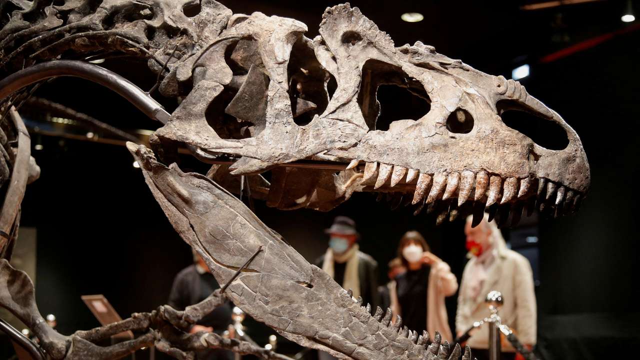 FILE PHOTO: 150 million-year old skeleton of an Allosaurus