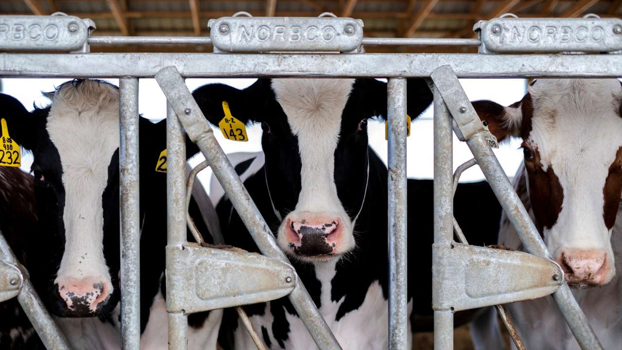 Dairy farmer Brent Pollard in Rockford