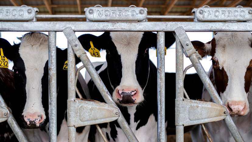 Dairy farmer Brent Pollard in Rockford