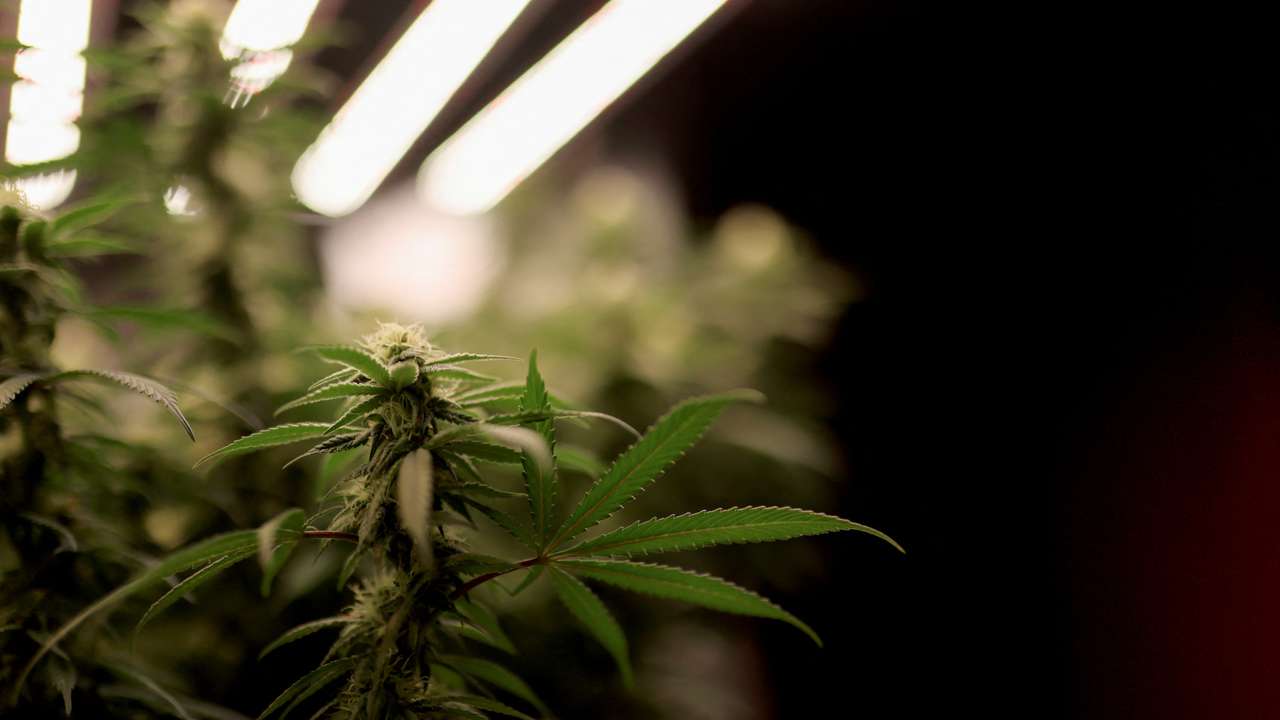 Cannabis industry withers due to state inaction in Colombia