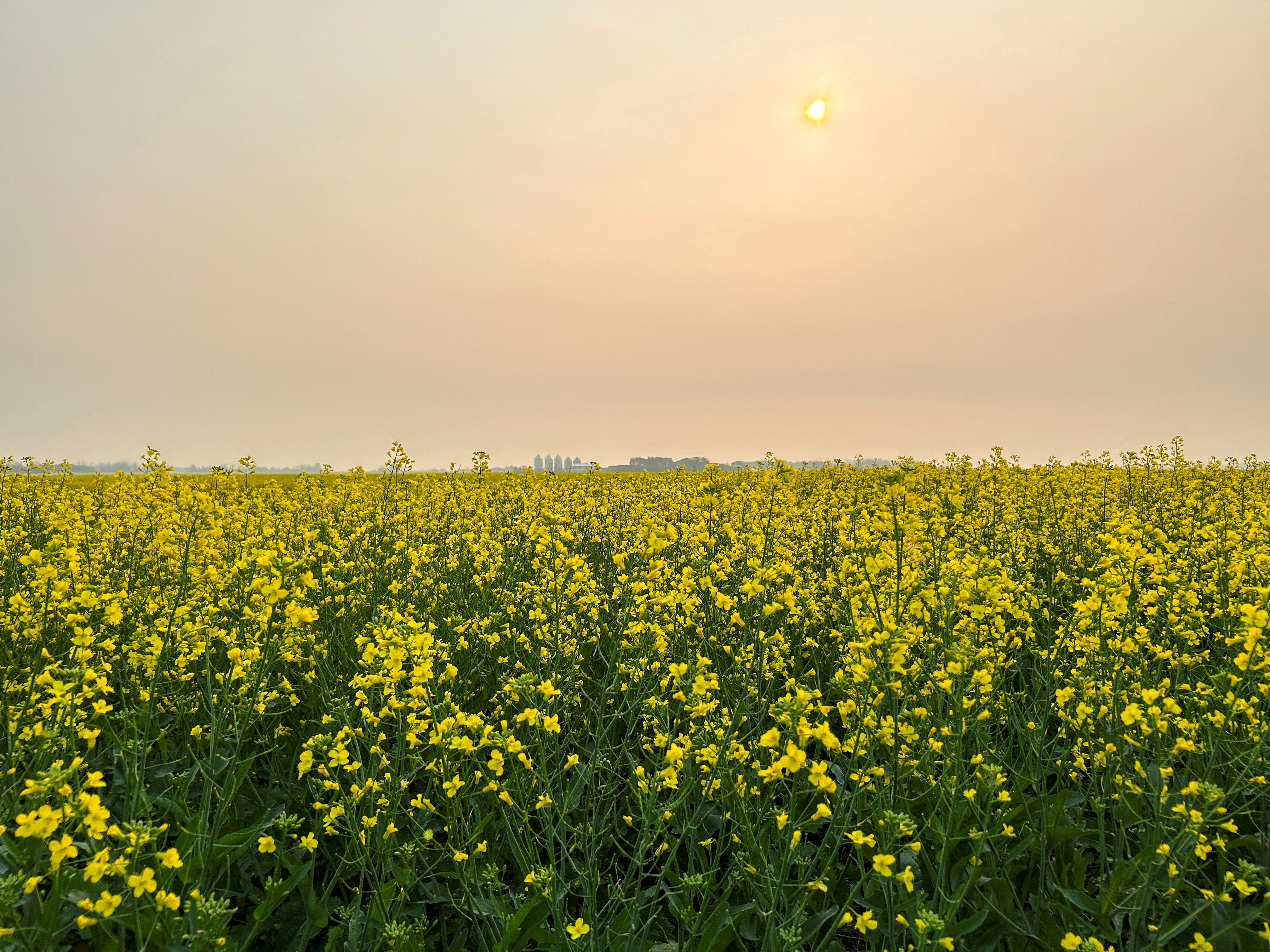 FILE PHOTO: Canadian crops look good but resting on knife's edge at mid season