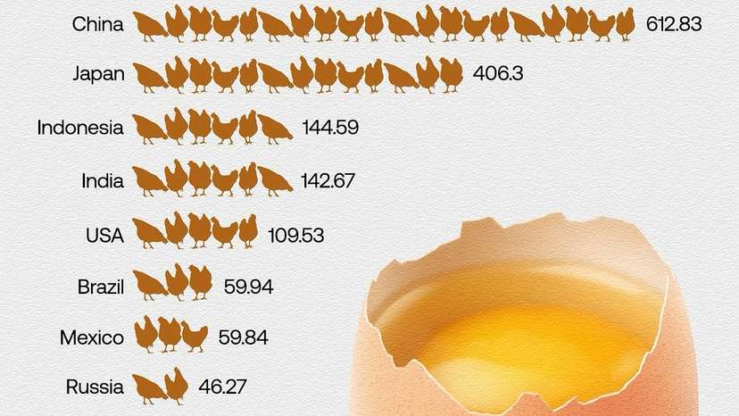 China led global egg production in 2023, producing approximately 612 billion eggs. In the U.S., eggs are graded by the USDA based on internal and external quality, categorized as Grade AA, A, or B. In contrast, th