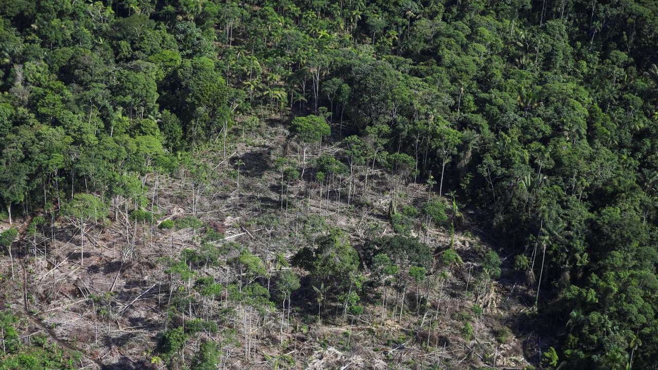 Manual eradication of coca leaf plantations in Putumayo