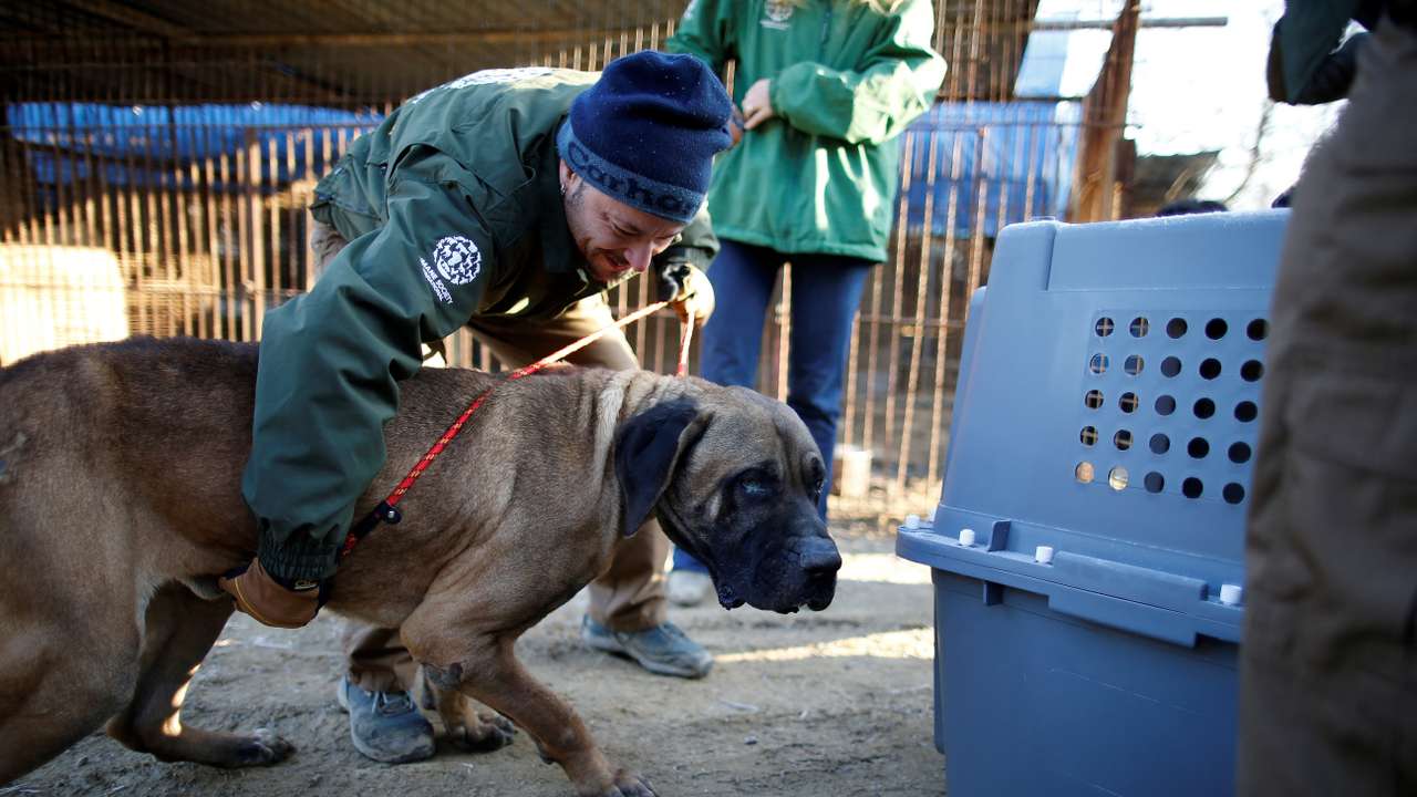 FILE PHOTO: South Korea aims to ban eating dogs