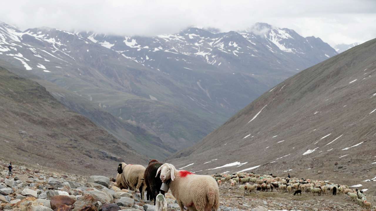 FILE PHOTO: Sheep make their way down to "Rofenberg" pasture in the region of Tyrol