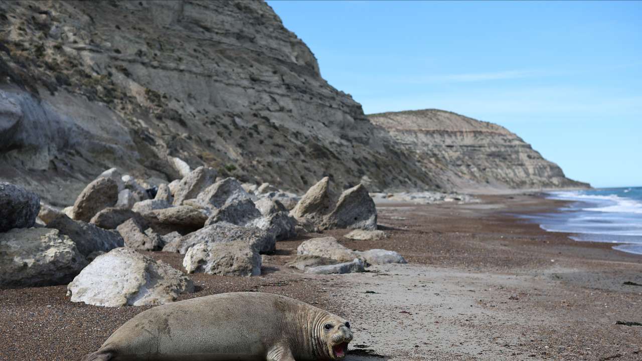 Fishing waste pollution kills marine life in Argentine Patagonia