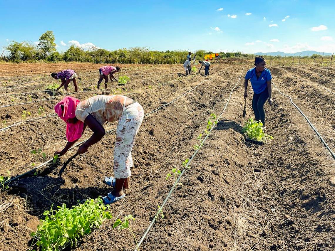 WORLD-NEWS-HAITI-FARMING-EXPERIMENT-MI