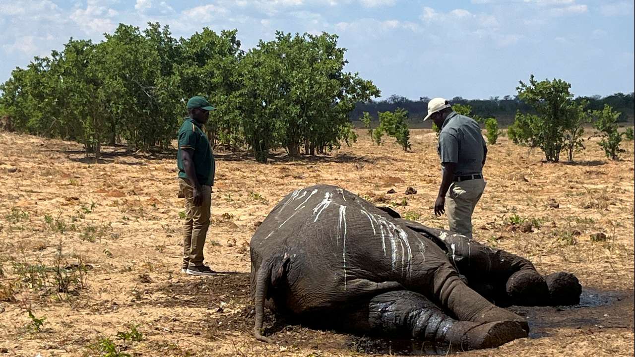 FILE PHOTO: Dozens of elephants die in Zimbabwe