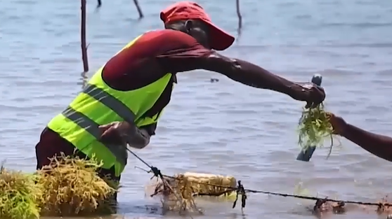 Women in coastal Africa gain income through blue economy