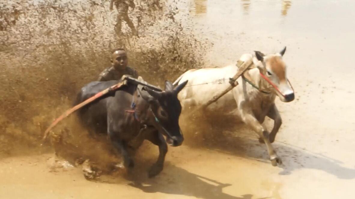 Indonesia's muddy bull racing spectacle
