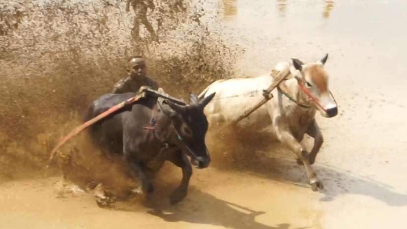 Indonesia's muddy bull racing spectacle