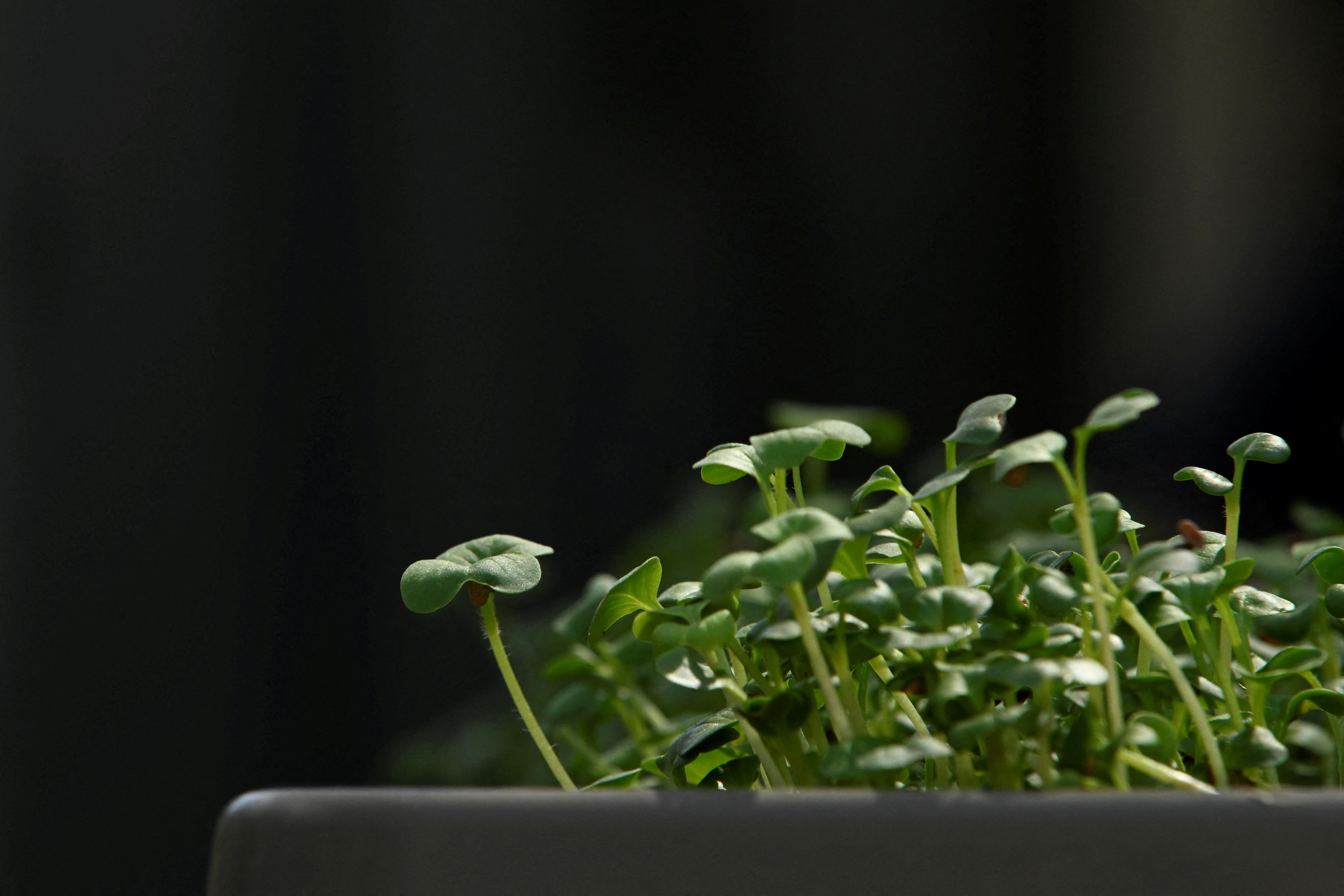 Cuban start-up grows microgreens and dreams big in Havana