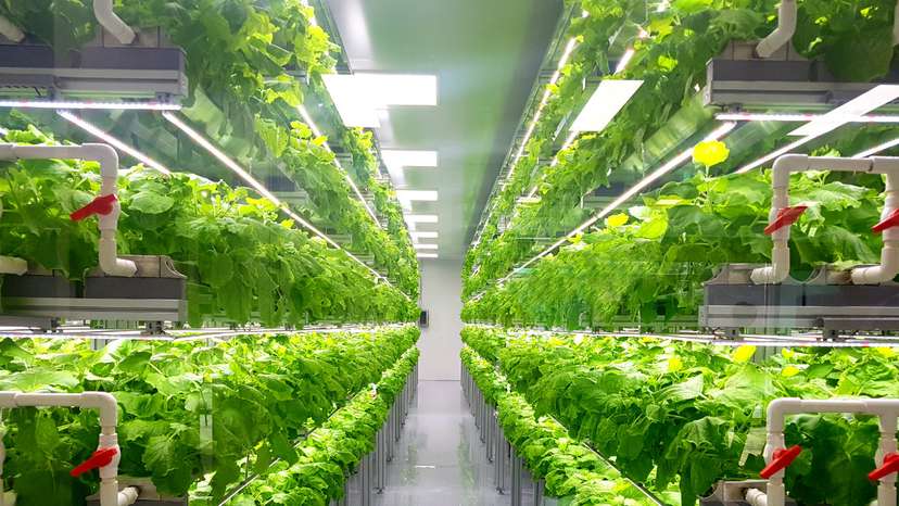 vertical_farming