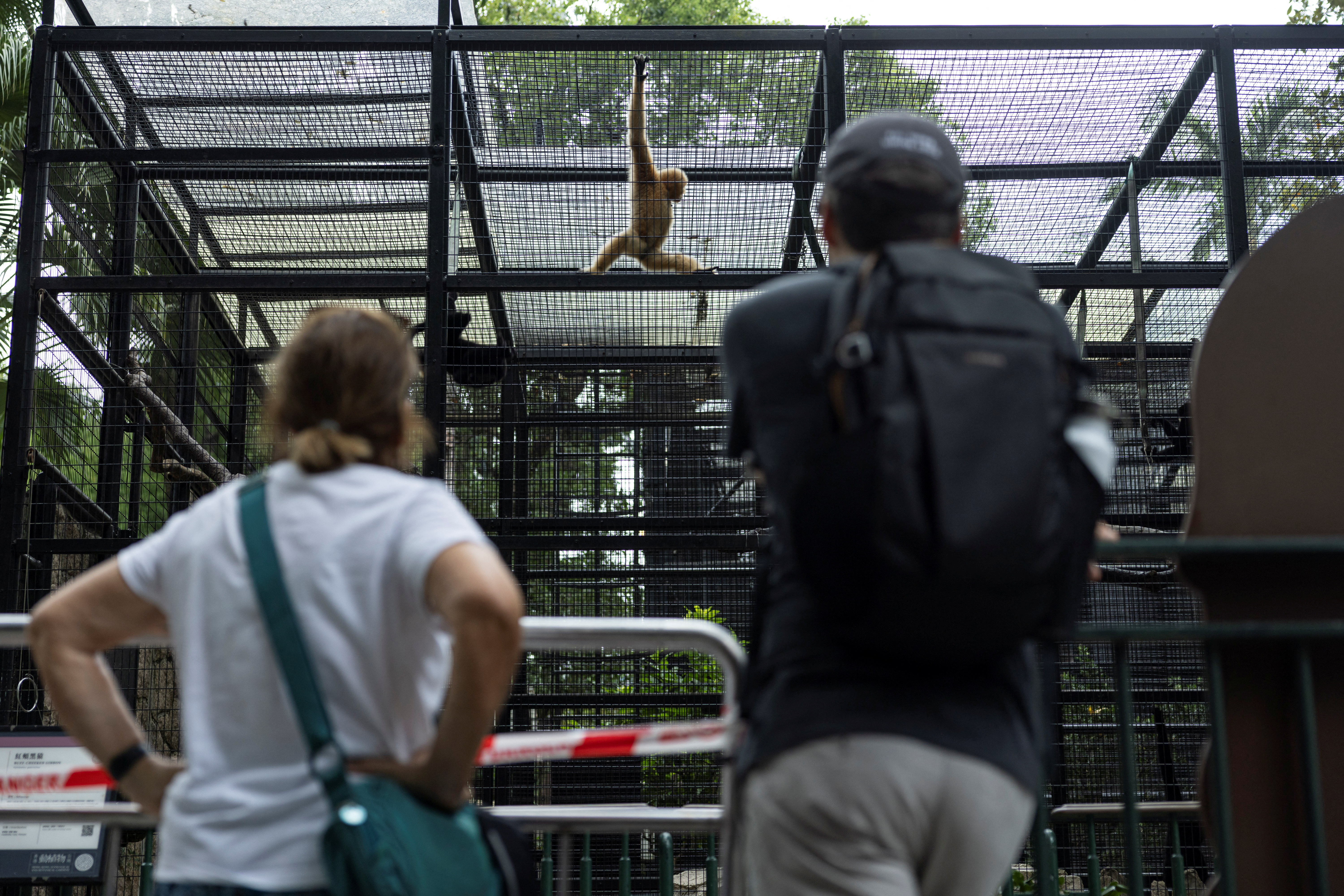 Visitors look at a buff-cheeked gibbon at Hong Kong Zoological and Botanical Gardens after 11 monkeys died of sepsis following melioidosis infection in the past week, in Hong Kong