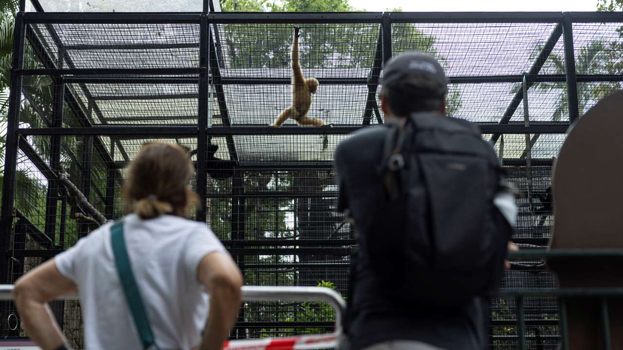 Visitors look at a buff-cheeked gibbon at Hong Kong Zoological and Botanical Gardens after 11 monkeys died of sepsis following melioidosis infection in the past week, in Hong Kong
