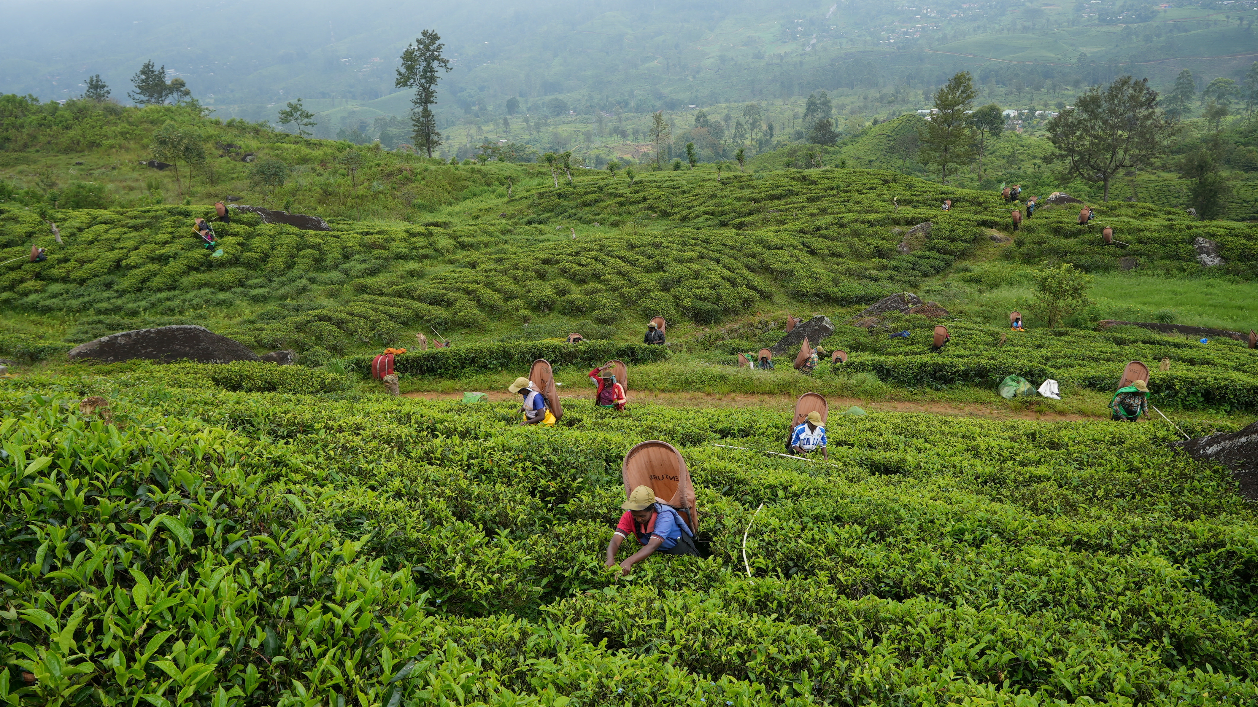 FILE PHOTO: Tea pickers pluck tea leaves at a plantation in the morning in Norwood
