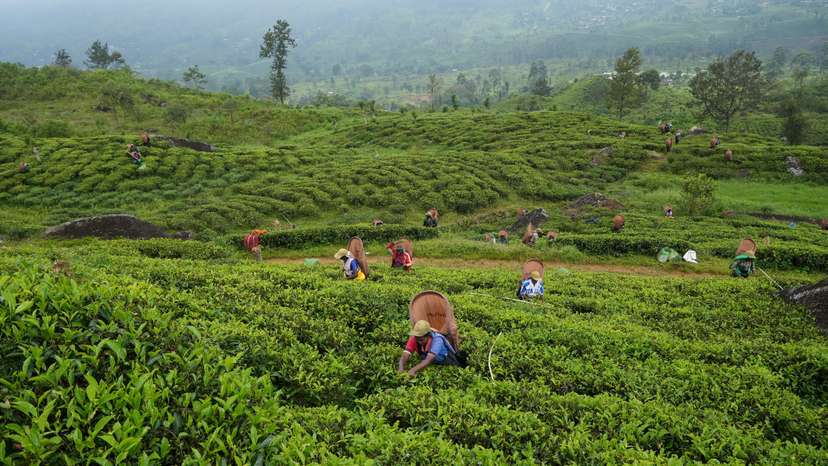 FILE PHOTO: Tea pickers pluck tea leaves at a plantation in the morning in Norwood