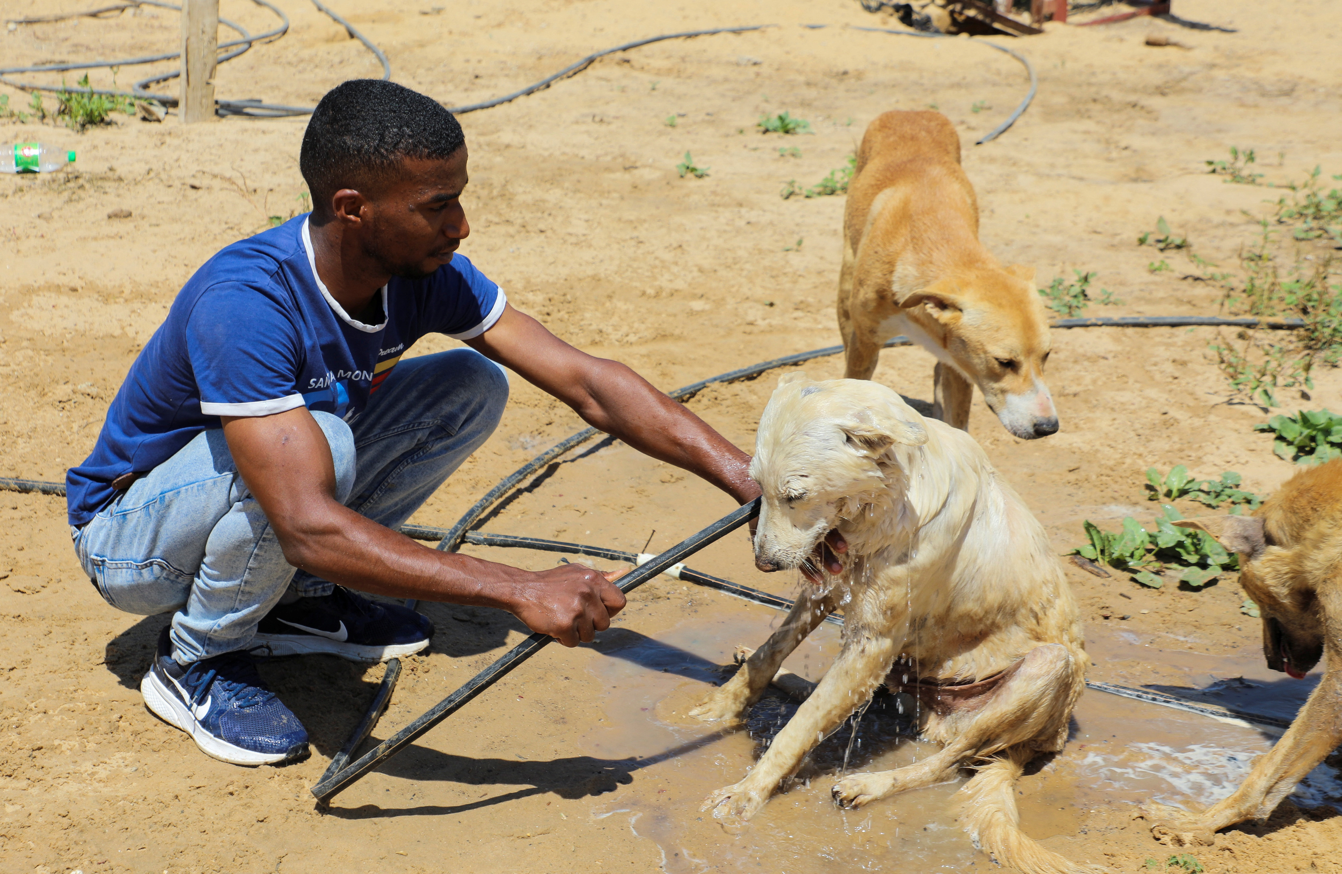 Palestinians cool off animals amid soaring heat, in Gaza