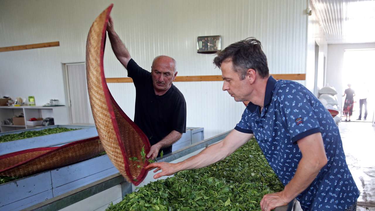 A tea factory near Ozurgeti