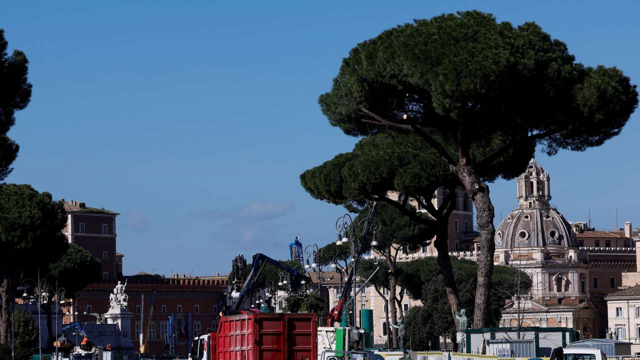 Rome cuts down ageing pines along historic avenue