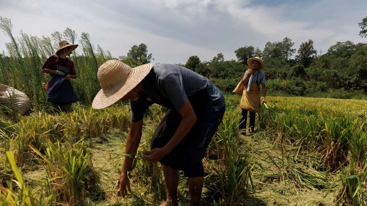 Farmers pick ears of rice left over by a paddy harvester as the region experiences a drought outside Jiujiang city